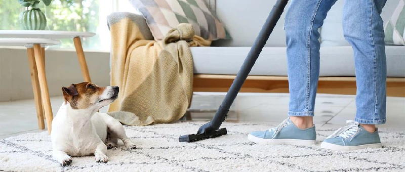 Cleaning Tips That Will Keep Your Carpets Pest-Free